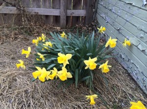Daffodils 