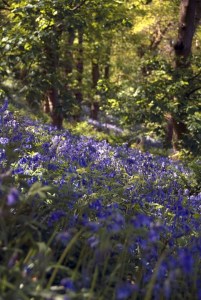 bluebells-341794_960_720